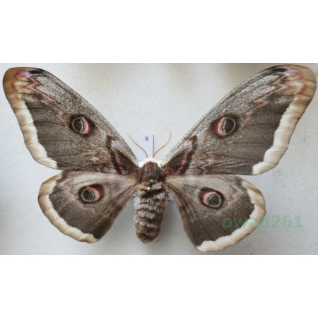 Saturnia pyri (Denis & Schiffermüller, 1775) female Pawica gruszówka ex. ovo Czech 96mm8